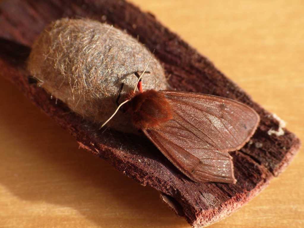 Bozzolo di Phragmatobia fuliginosa